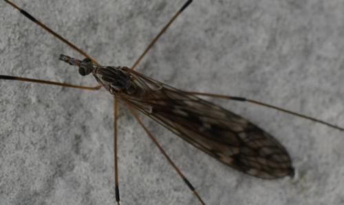 Tipula sp.